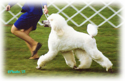 white puppy on move