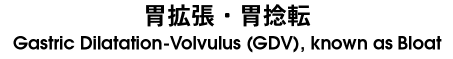Gastric Dilatation-Volvulus (GDV), known as BLOAT